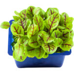 micro vene cress freshleaf dubai uae