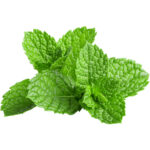 mint freshleaf dubai uae