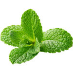 mint freshleaf dubai uae