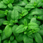 mint freshleaf dubai uae