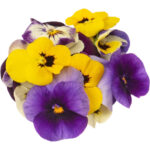 mixed viola freshleaf dubai uae