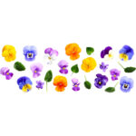 mixed viola freshleaf dubai uae