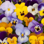 mixed viola freshleaf dubai uae