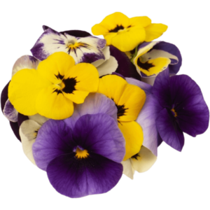 mixed viola freshleaf uae