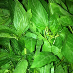 molokhia leaves freshleaf dubai uae