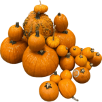 online halloween pumpkin dubai freshleaf uae