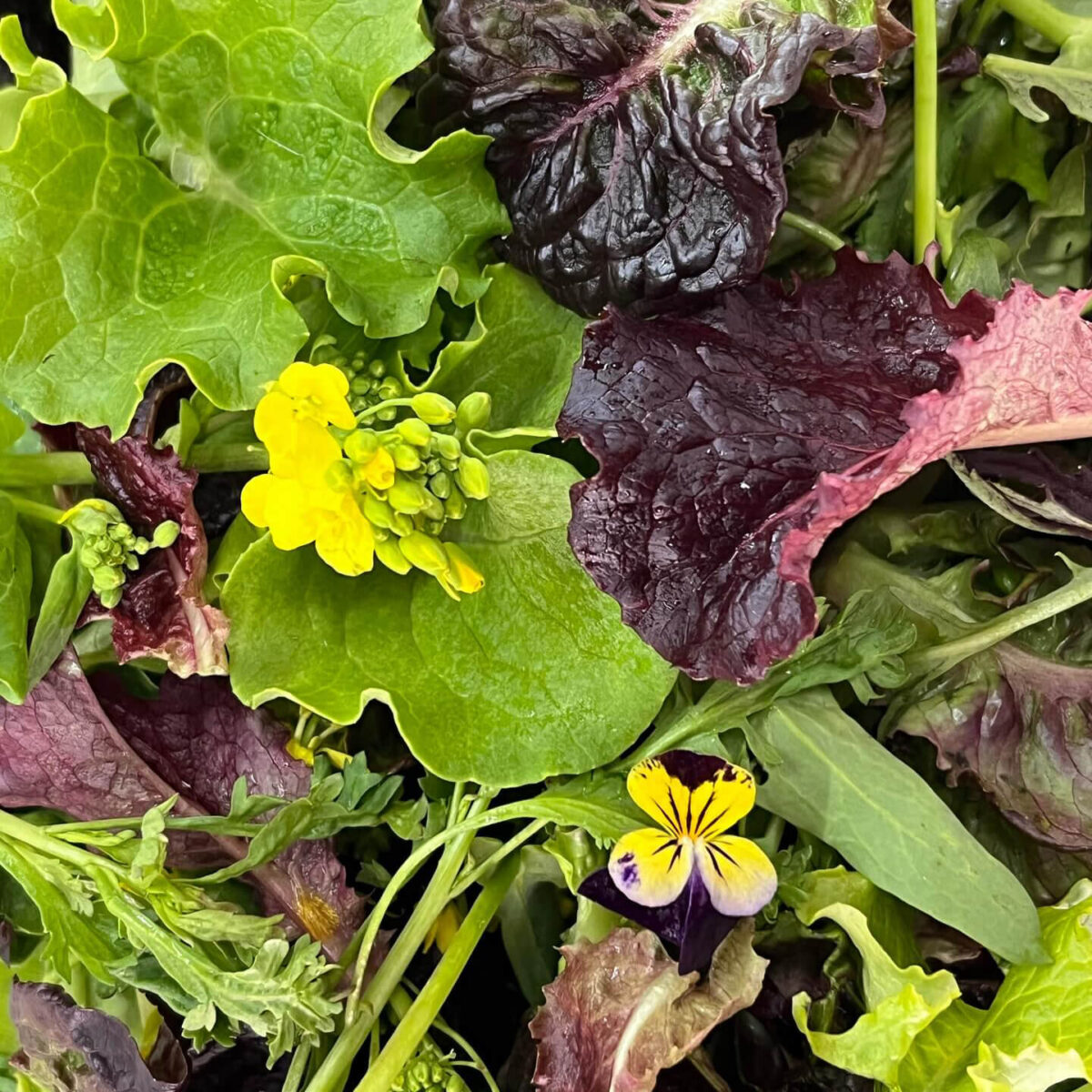 online mesclun mix dubai freshleaf uae