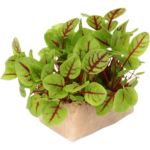 online micro vene cress dubai freshleaf uae