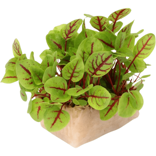 online micro vene cress dubai freshleaf uae