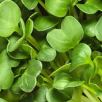 online wasabi cress microgreens dubai freshleaf uae