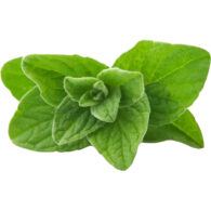 oregano freshleaf dubai uae