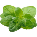 oregano freshleaf dubai uae