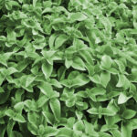 oregano freshleaf dubai uae