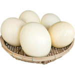 ostrich-eggs-freshleaf-dubai-uae