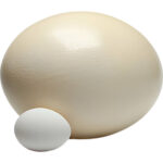 ostrich-eggs-freshleaf-dubai-uae