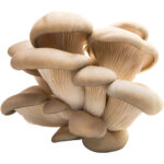 oyster mushroom freshleaf dubai uae