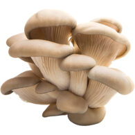 oyster mushroom freshleaf dubai uae