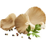 oyster mushroom freshleaf dubai uae