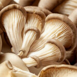 oyster mushroom freshleaf dubai uae