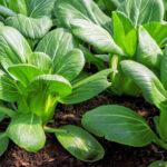 pak choi freshleaf dubai uae