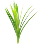 pandan leaves freshleaf dubai uae