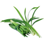 pandan leaves freshleaf dubai uae