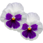 pansy flowers freshleaf dubai uae