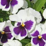 pansy flowers freshleaf dubai uae