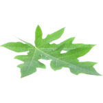 papaya leaf freshleaf dubai uae