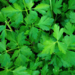 parsley dubai by freshleaf uae