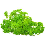 parsley english freshleaf dubai uae