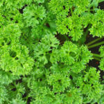 parsley english freshleaf dubai uae