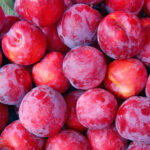 plums freshleaf dubai uae