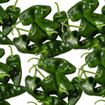 poblano peppers freshleaf dubai uae