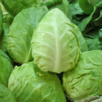 pointed cabbage freshleaf dubai uae