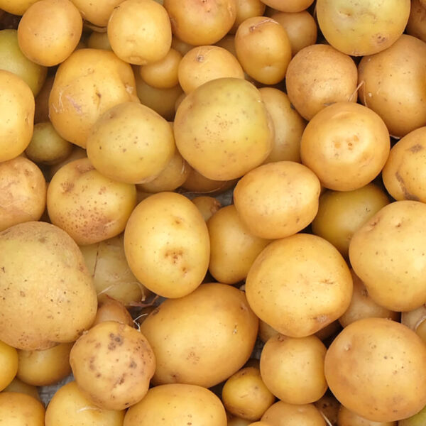 Buy Fresh Potato Normal online in UAE - Fresh Leaf UAE