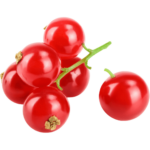 red currant berries dubai freshleaf uae