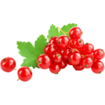 red currant fruit freshleaf uae