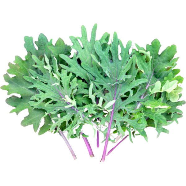 red russian kale freshleaf dubai uae