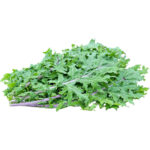 red russian kale freshleaf dubai uae