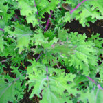 red russian kale freshleaf dubai uae