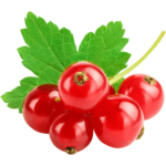 redcurrant dubai freshleaf uae