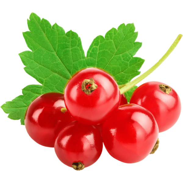 redcurrant dubai freshleaf uae