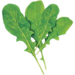 rocca leaves 250g freshleaf dubai uae