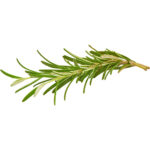 rosemary freshleaf dubai uae