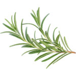 rosemary freshleaf dubai uae