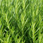 rosemary freshleaf dubai uae