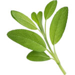 sage freshleaf dubai uae