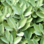 sage freshleaf dubai uae