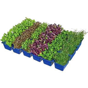 sakura cress mix box freshleaf dubai uae